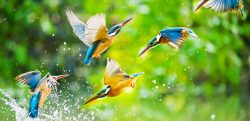 Kingfisher fresh water